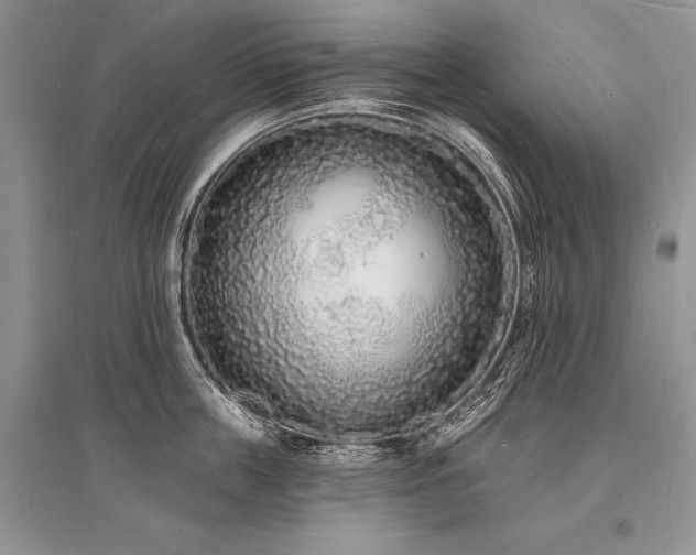 X0000096390859200801241300