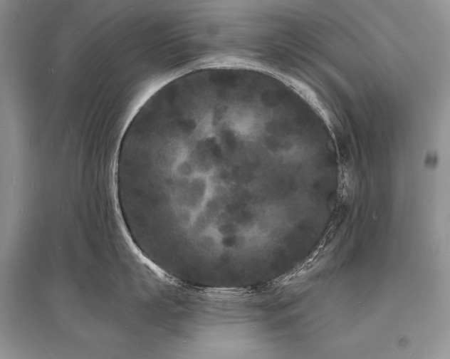 X0000096390863200801241300
