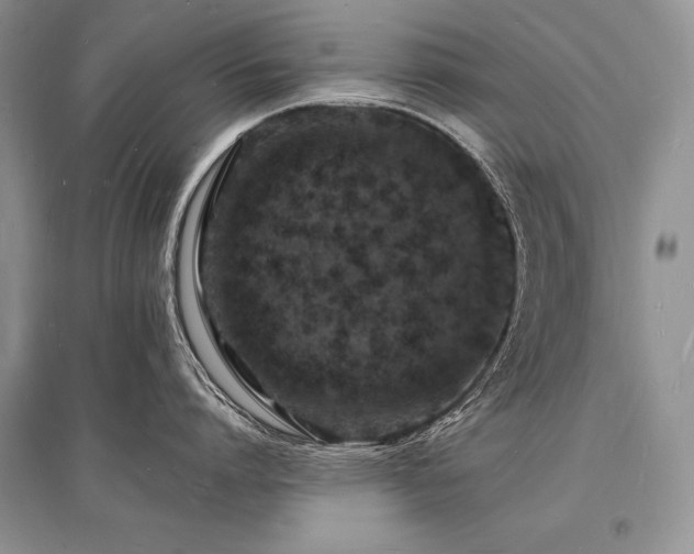 X0000096390864200801241301