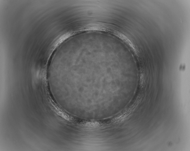 X0000096390882200801241259