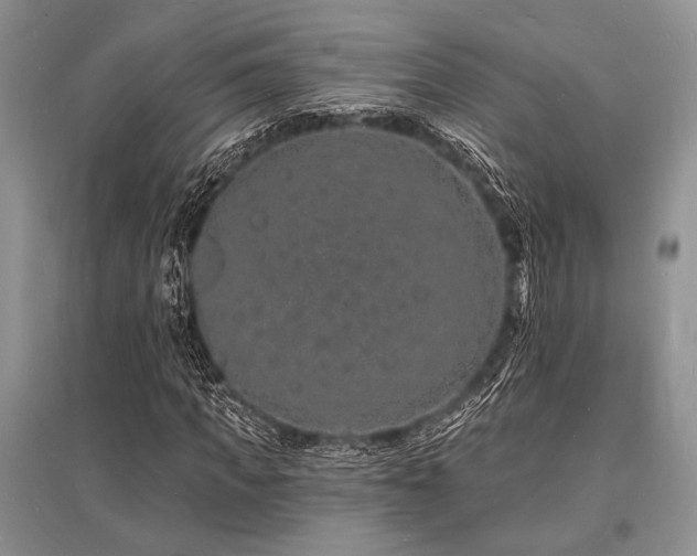X0000096390917200801241258