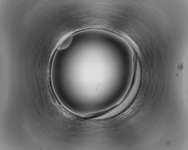 X0000096390956200801241259