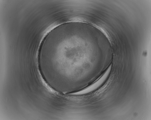 X0000096390995200801241258