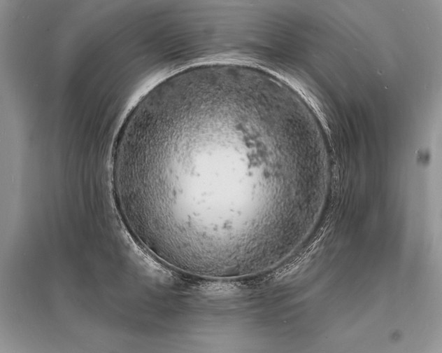 X0000096390998200801241258