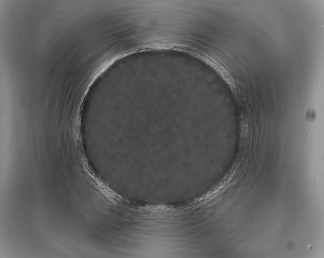 X0000096391023200801241257