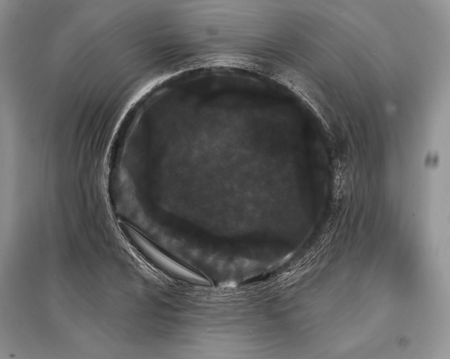X0000096391024200801241257