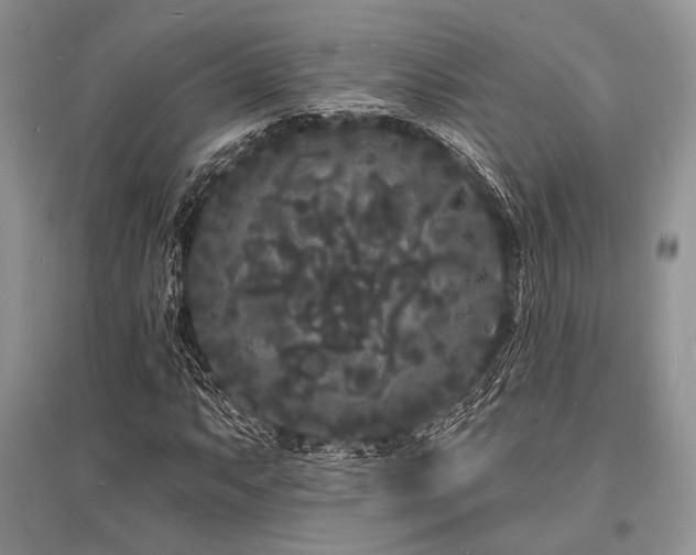 X0000096391063200801241256