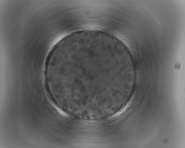 X0000096391071200801241256