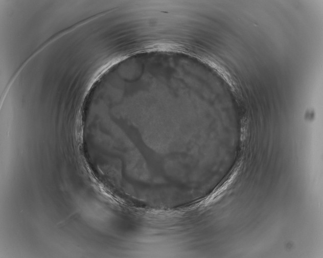 X0000096391117200801241255