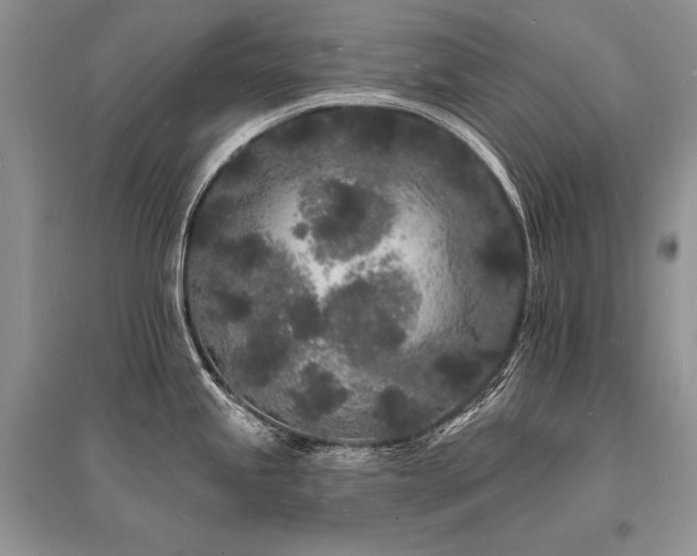 X0000096391245200801241254