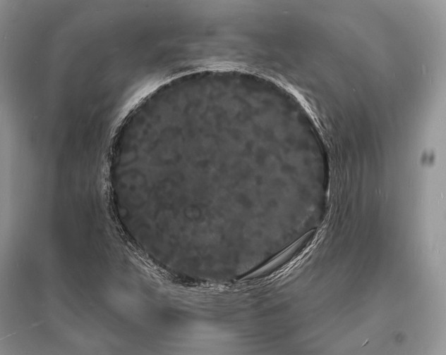 X0000096391263200801241253
