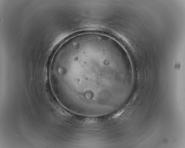 X0000096391267200801241253
