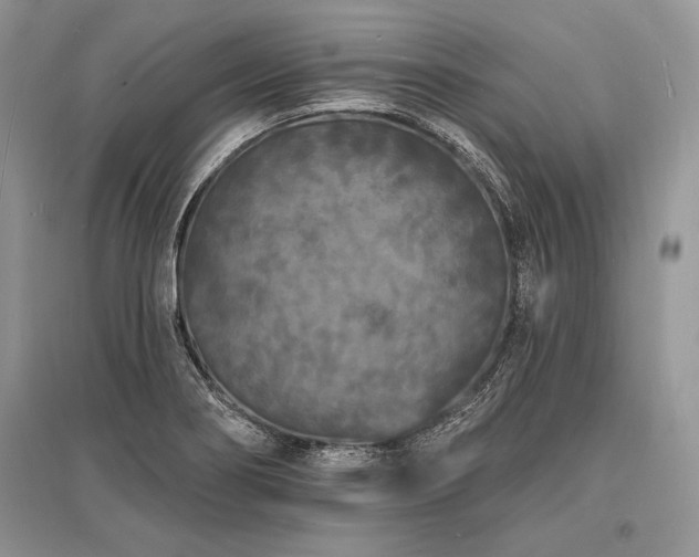 X0000096391274200801241253