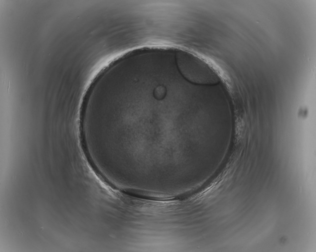 X0000096391327200801241252
