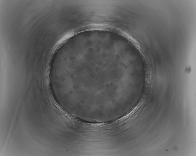 X0000096391411200801241250