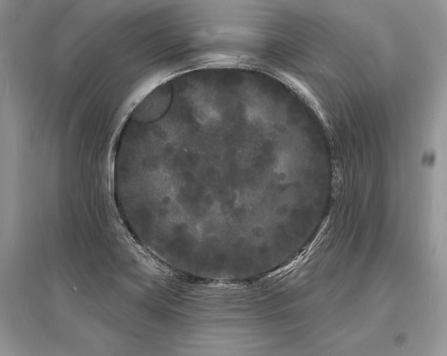 X0000096391419200801241250