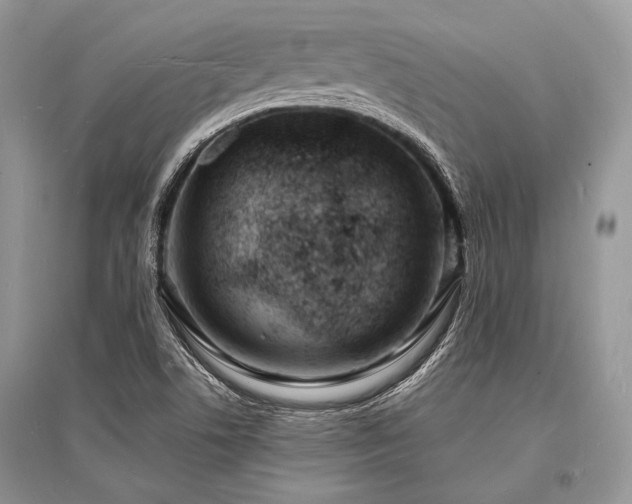 X0000096391506200801241248