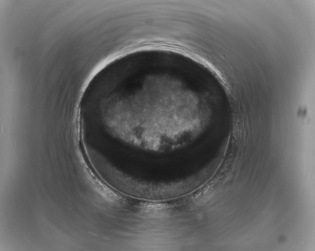 X0000096391522200801241248