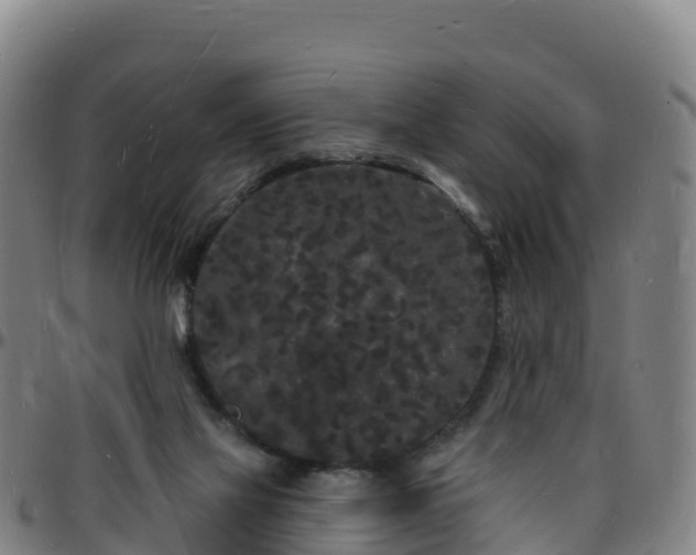 X0000096390069200801311330