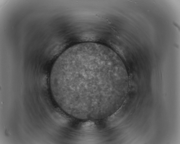 X0000096390162200801311328