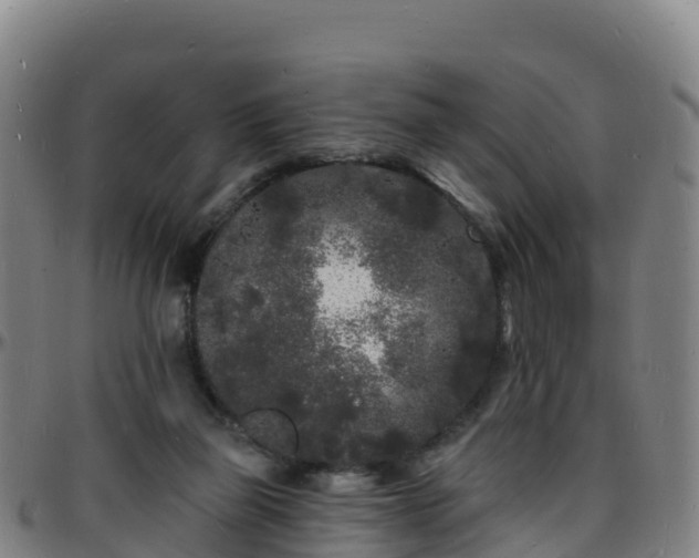 X0000096390165200801311328