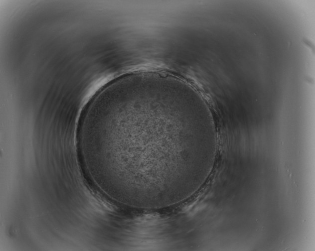 X0000096390196200801311328