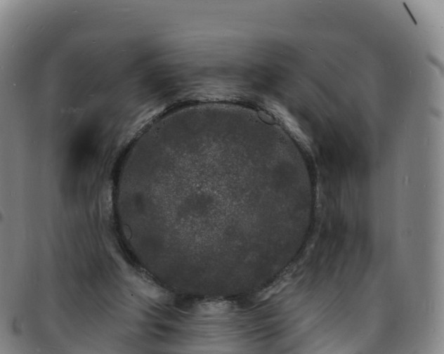 X0000096390202200801311328