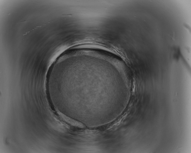 X0000096390292200801311327