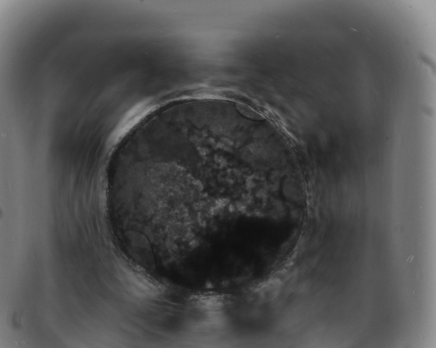 X0000096390295200801311327