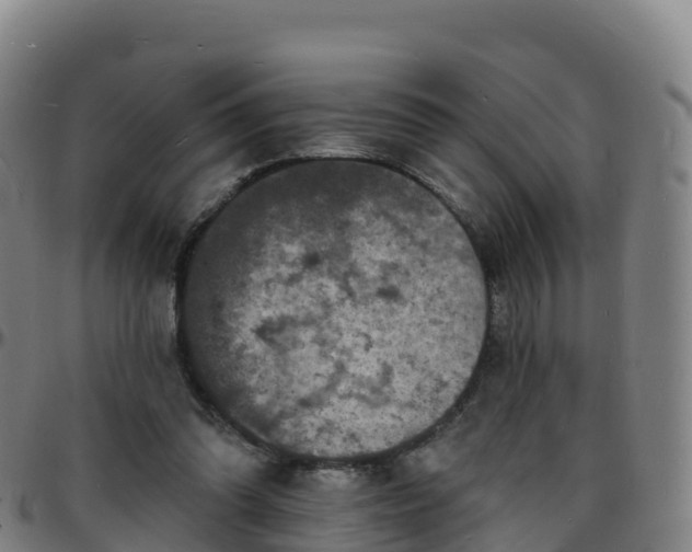 X0000096390302200801311327