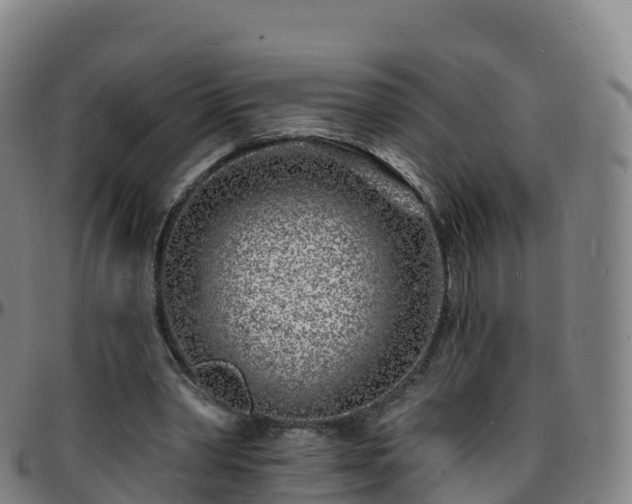 X0000096390390200801311325