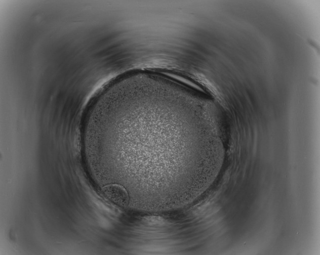 X0000096390392200801311325