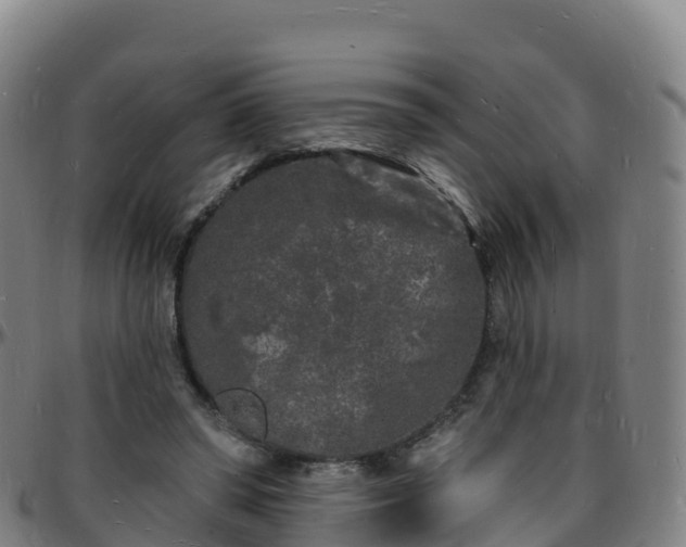 X0000096390398200801311325