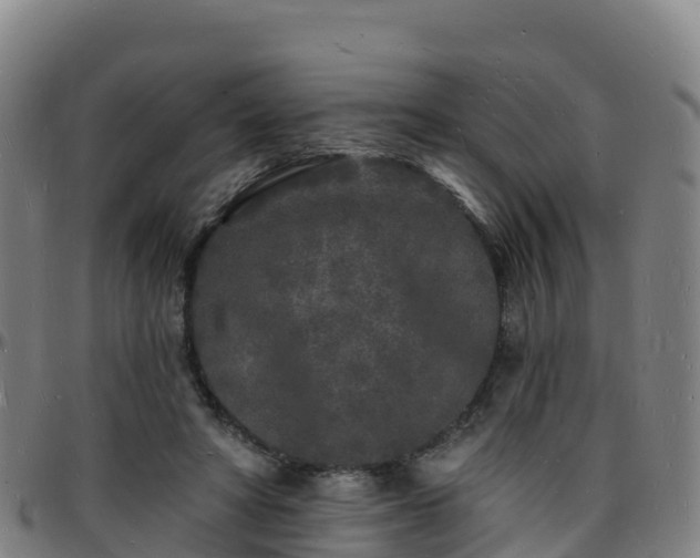 X0000096390402200801311325