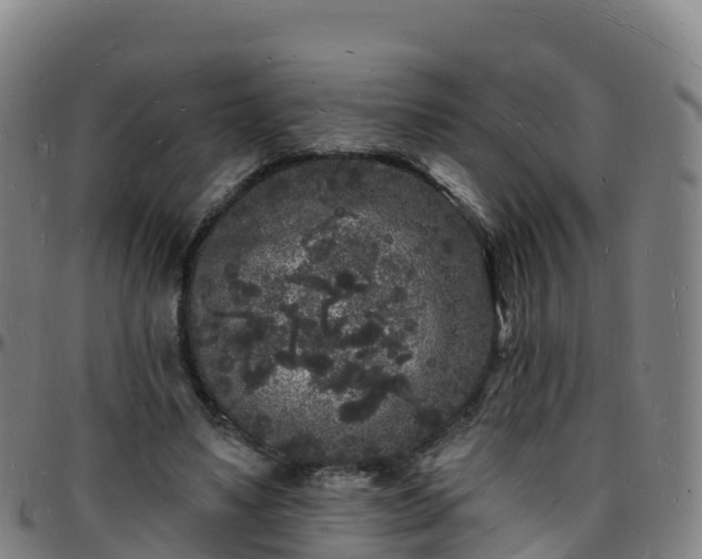X0000096390491200801311324