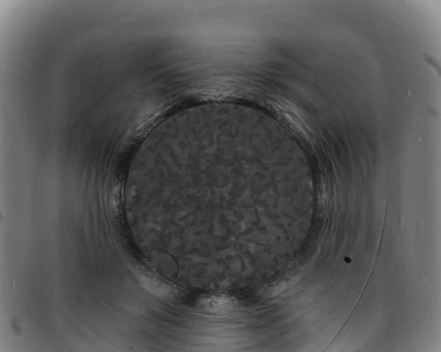 X0000096390503200801311324