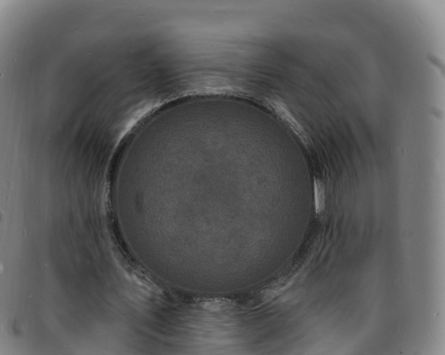 X0000096390579200801311323
