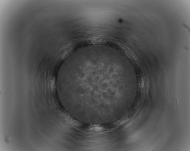 X0000096390610200801311322