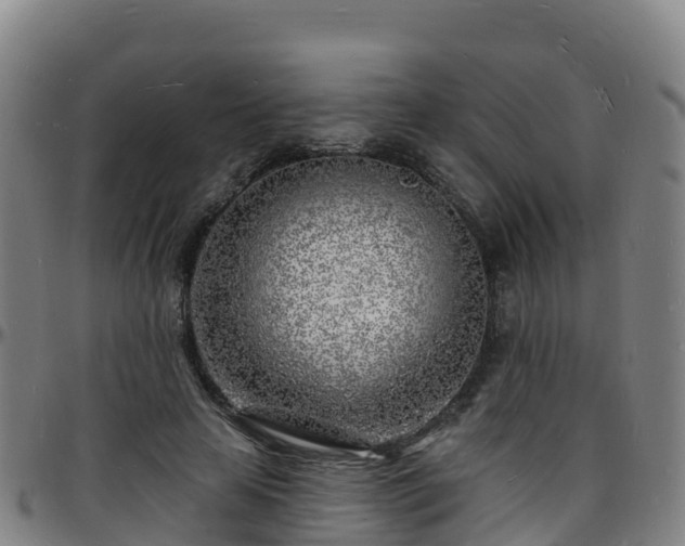 X0000096390641200801311322