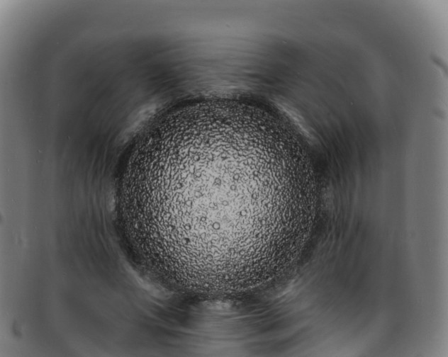 X0000096390687200801311321