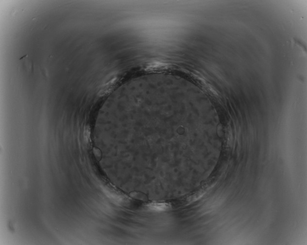 X0000096390711200801311321