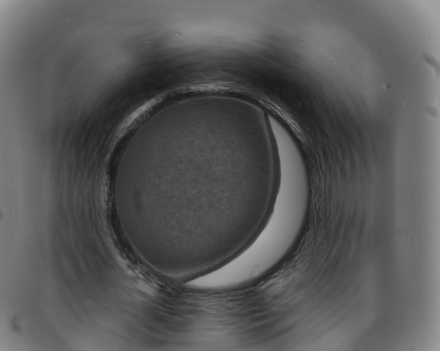 X0000096390724200801311320
