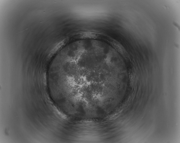 X0000096390729200801311320