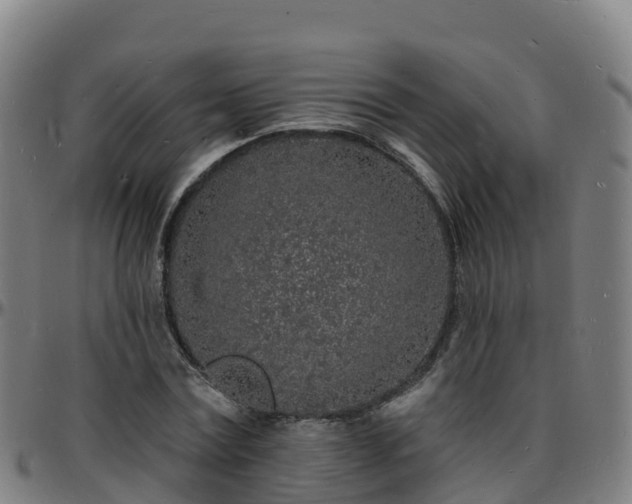 X0000096390779200801311320