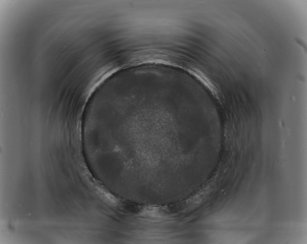 X0000096390790200801311320