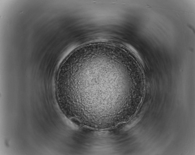 X0000096390859200801311320