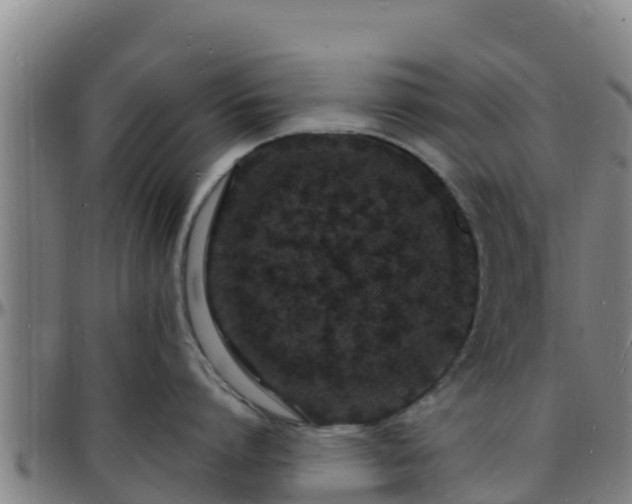 X0000096390864200801311320