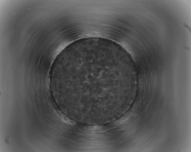 X0000096390879200801311319