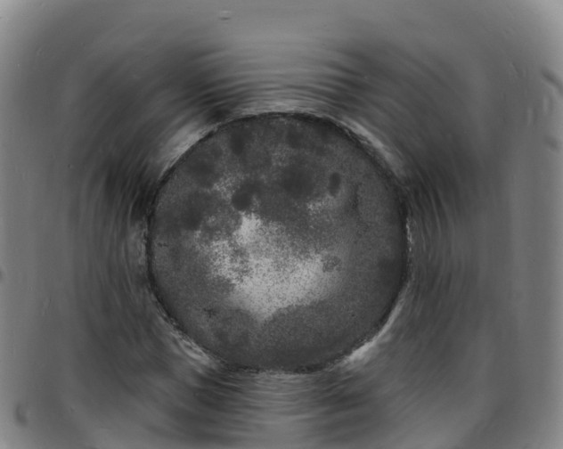 X0000096390921200801311318