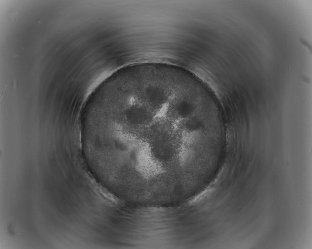 X0000096390925200801311318